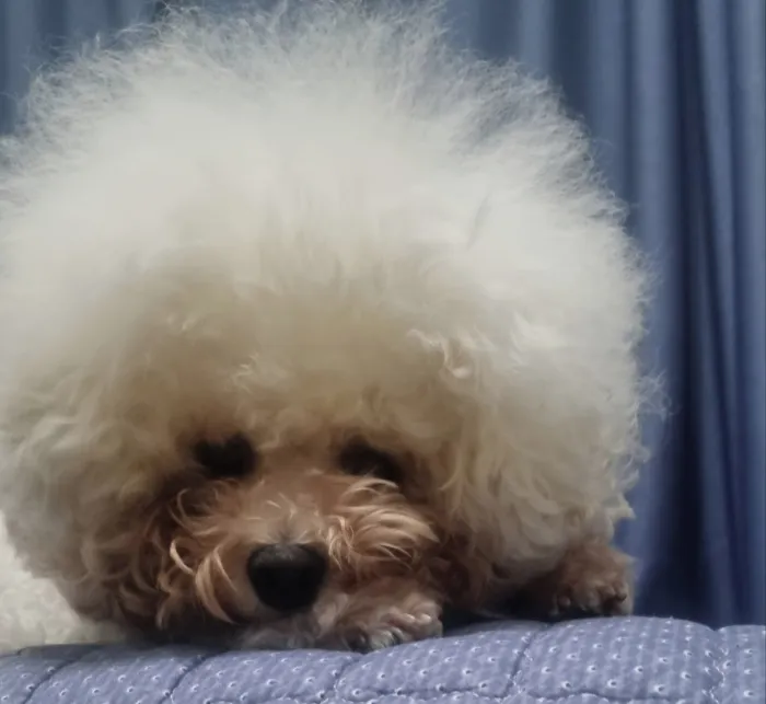 알러지 때문에 얼굴이 빨갛게 변한 비숑