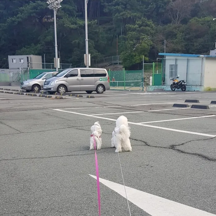 밀크 볼트